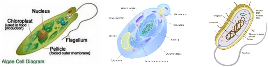 Dezintegrace buněk v biotechnologiích