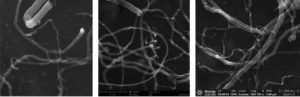 Obr. 3: Porovnání snímků uhlíkových nanotrubiček při 10 kV, SED, 100 000x zvětšení